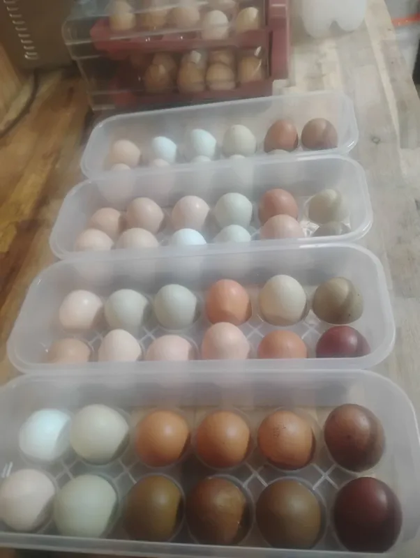 Rainbow 🌈 Eggs