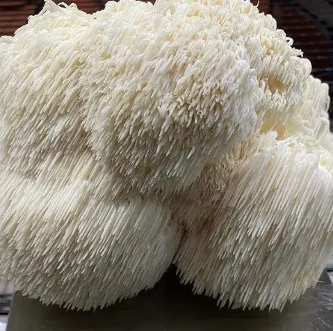 Lion's Mane Mushroom Fresh