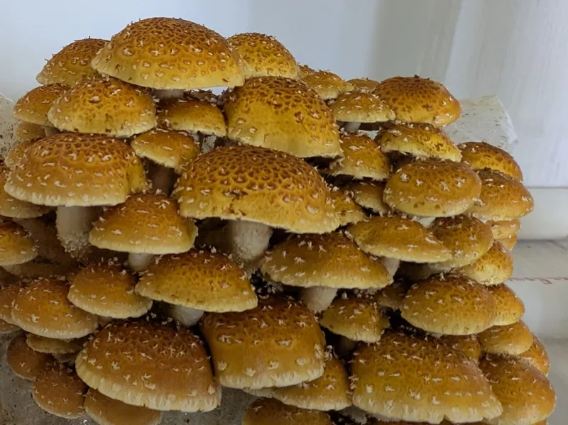 Chestnut Mushrooms Fresh