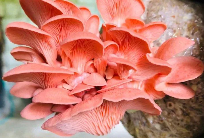 Pink Oyster Mushroom Fresh
