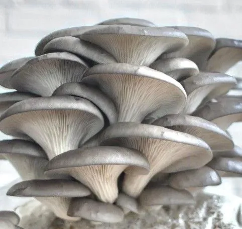 Blue Oyster Mushrooms Fresh