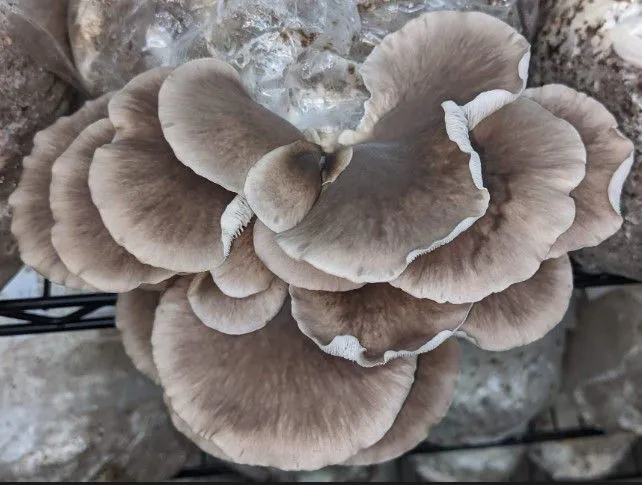 Phoenix Oyster Mushroom Fresh