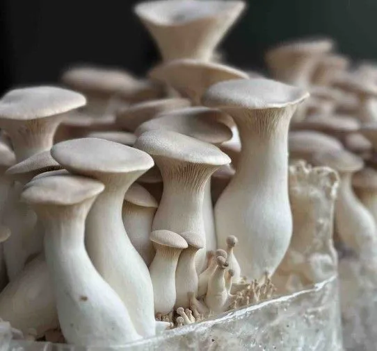 King Oyster Mushroom Fresh