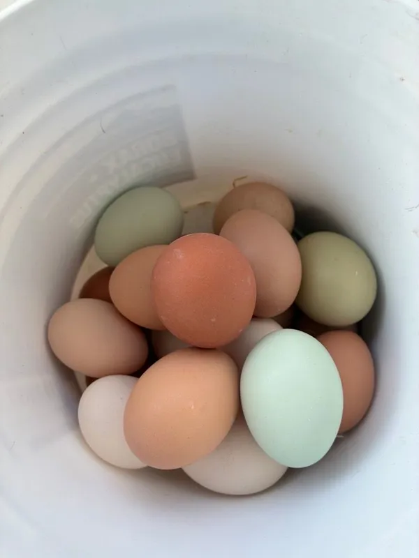 Eggs a dozen, unwashed, fresh, use crushed pepper, oregano, thyme, and other herbs as preventatives in feed.