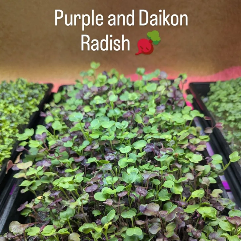 2oz Tub _ Fresh Mixed Greens (Delivered to your Doorstep)