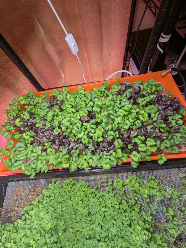8oz Clamshell _ Fresh Mixed Greens (Delivered) "Wholesale Pricing" _ Restaurant or Commercial Only