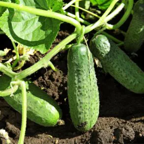 Produce-Cucumber Options
