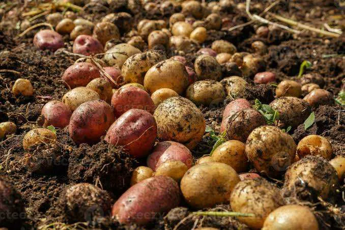 Produce-Potato Options
