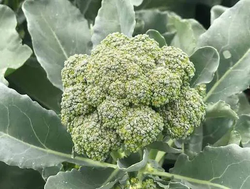 Produce-Broccoli