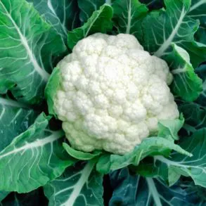 Produce-Cauliflower Head