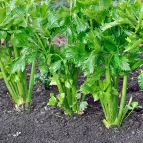 Produce-Celery Bunch