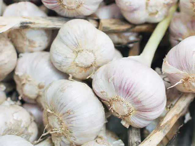 Produce-Garlic Bulb