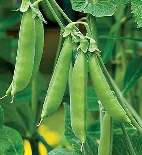 Produce-Sugar Snap Peas 8oz