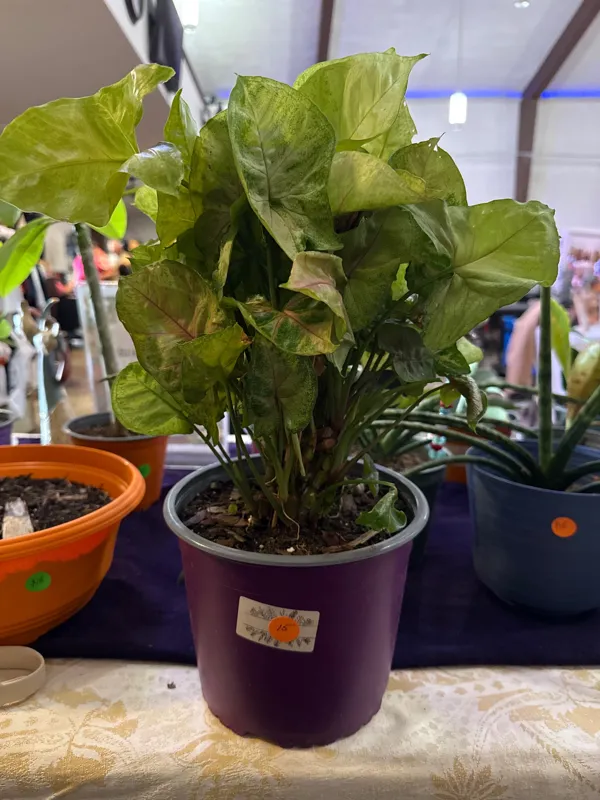 Arrowhead Philodendron