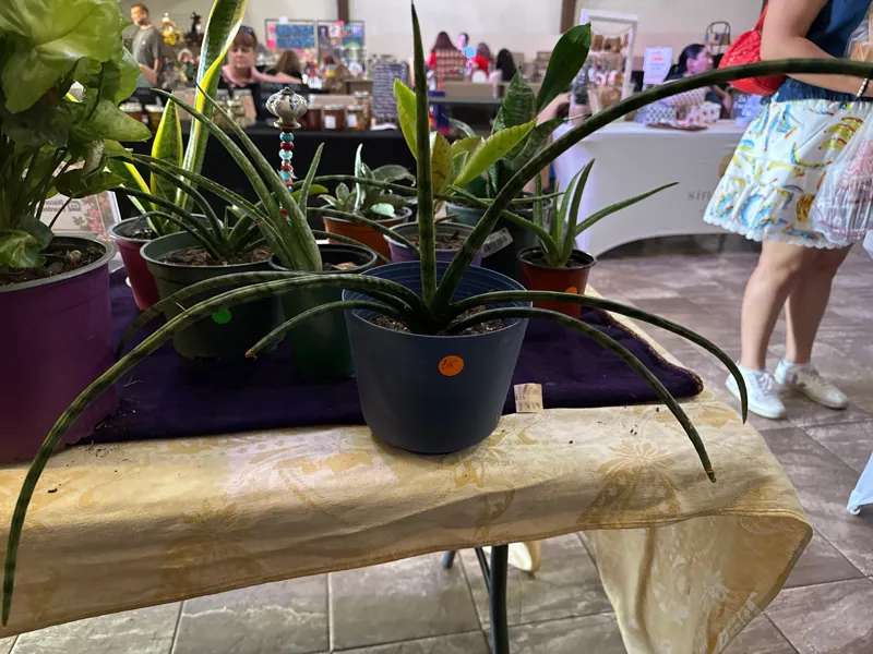 Sansiveria Cylindrica (Snake Plant Variation)