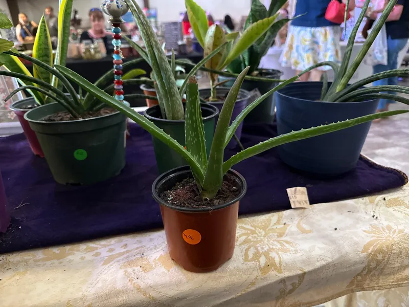 Aloe Vera Plant