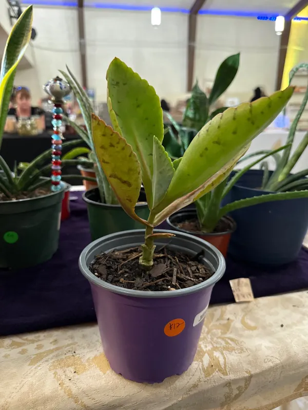 Donkey Ear Plant