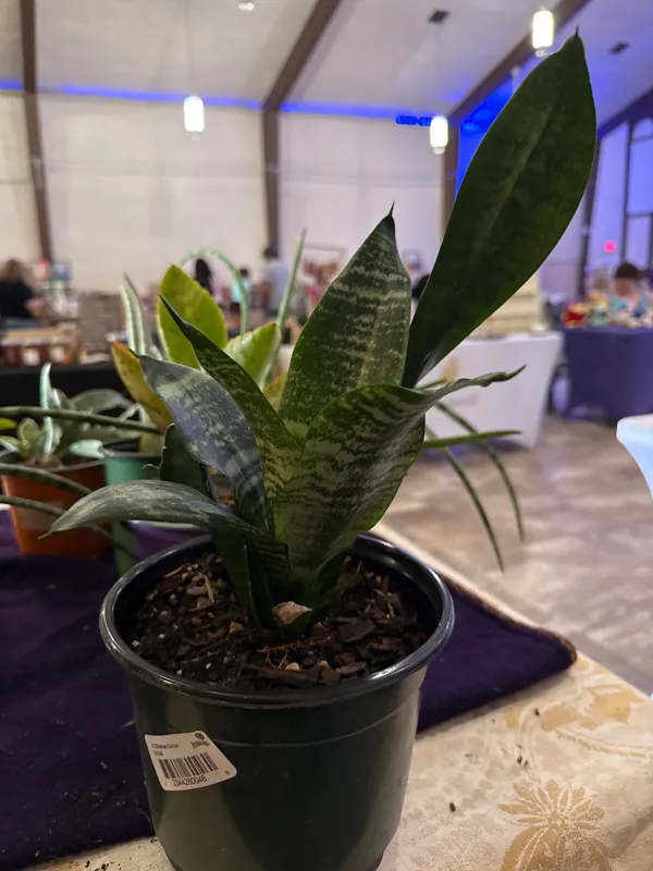 Sansiveria (Snake Plant)