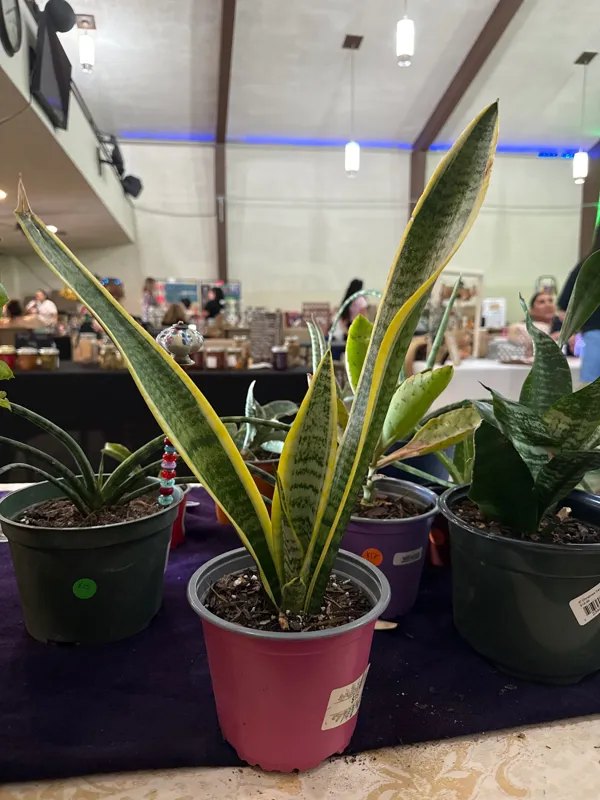 Snake Plant