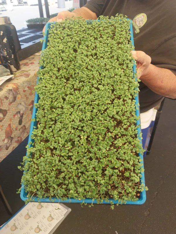 10x20 live microgreens tray