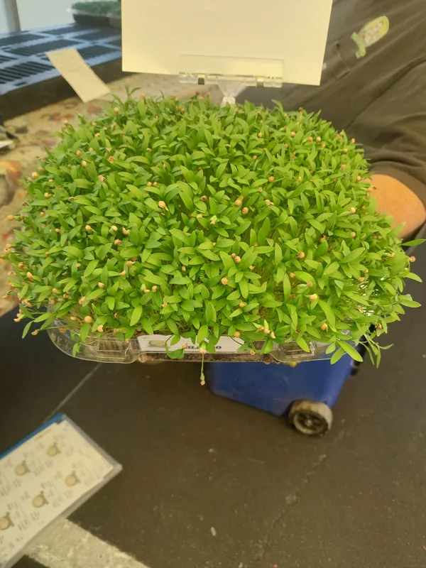 8x8 live microgreens
