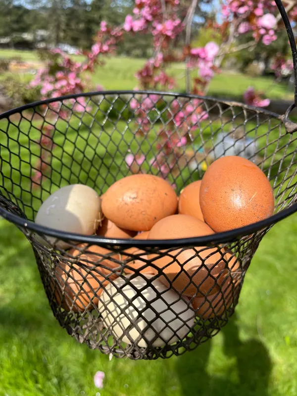 Farm Fresh Eggs