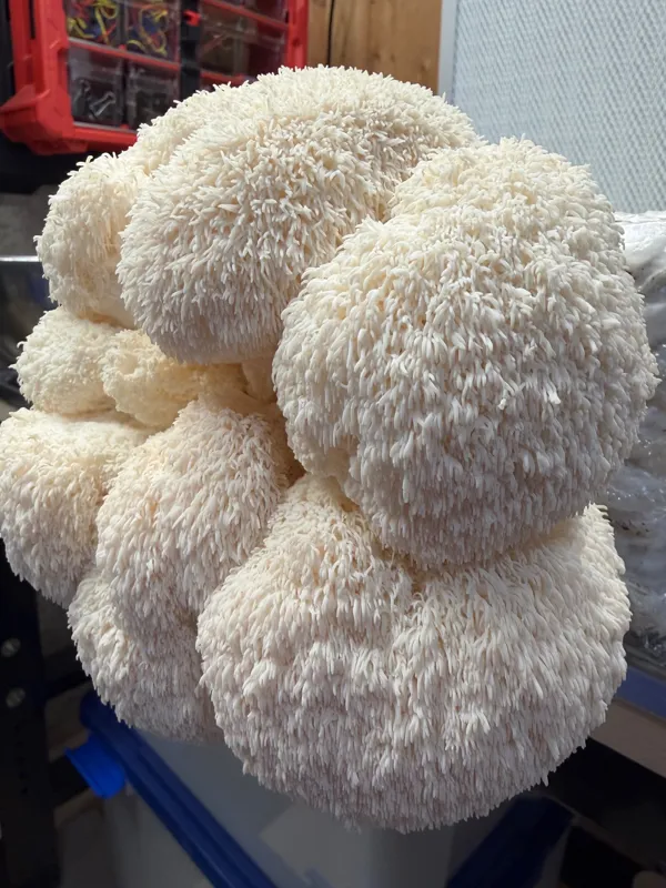 Lions mane mushroom