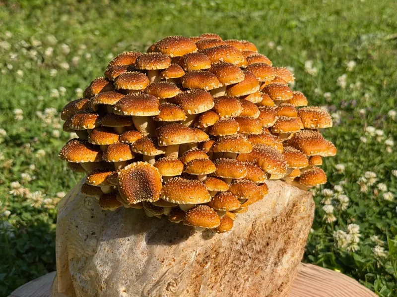 Chestnut Mushrooms
