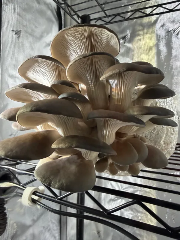 Blue oyster mushrooms