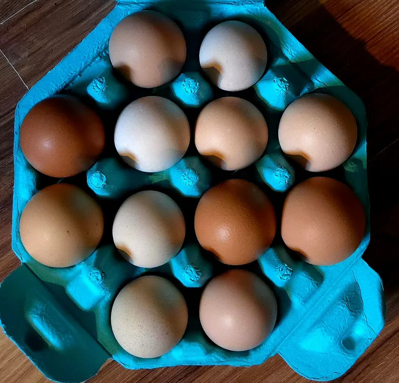 Chicken Eggs