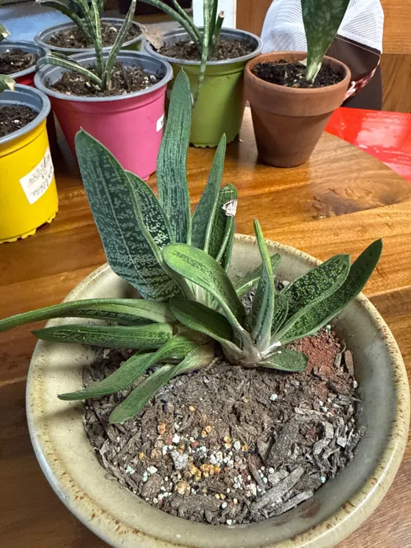 Ox Tongue - Gasteria