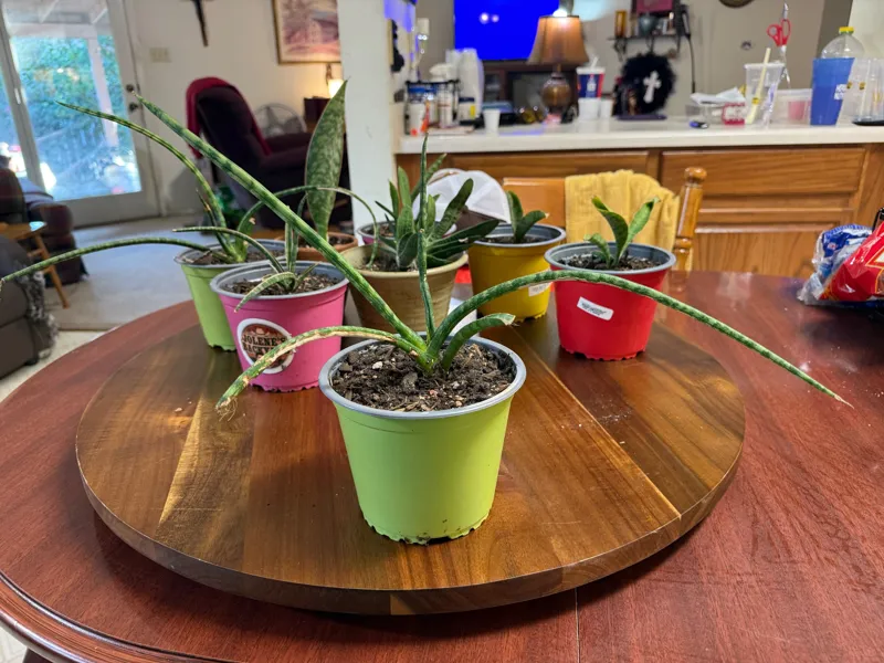 Sansevieria Fernwood