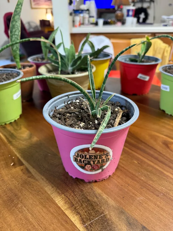 Sansiveria Fernwood