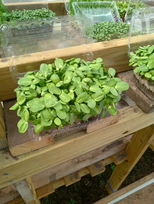 Sunflower Microgreens