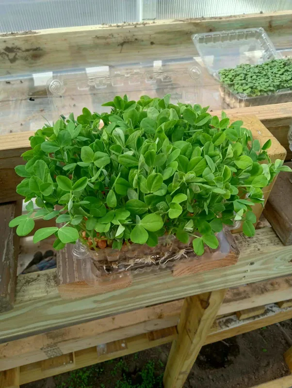 Pea Microgreens