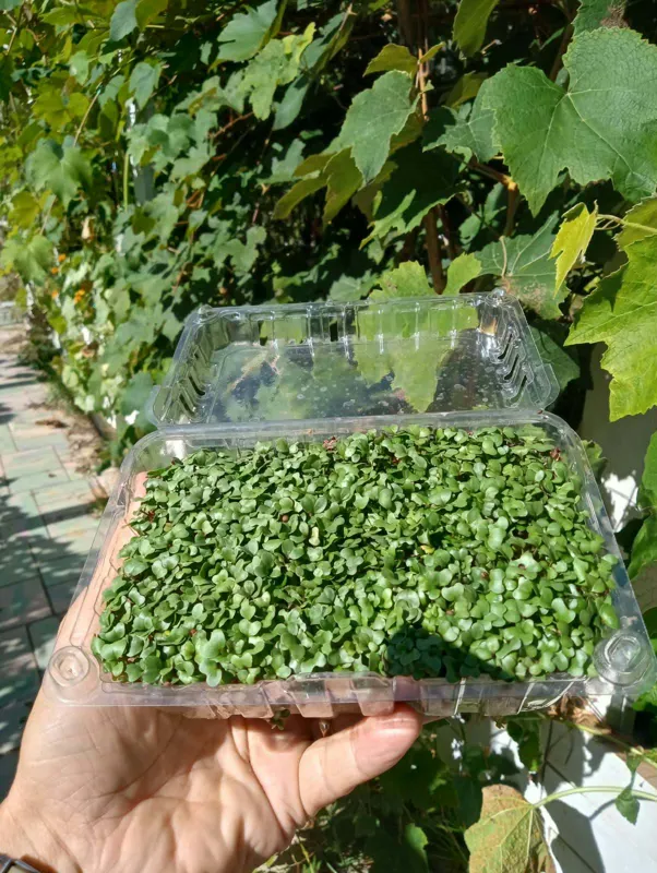 Broccoli Microgreens
