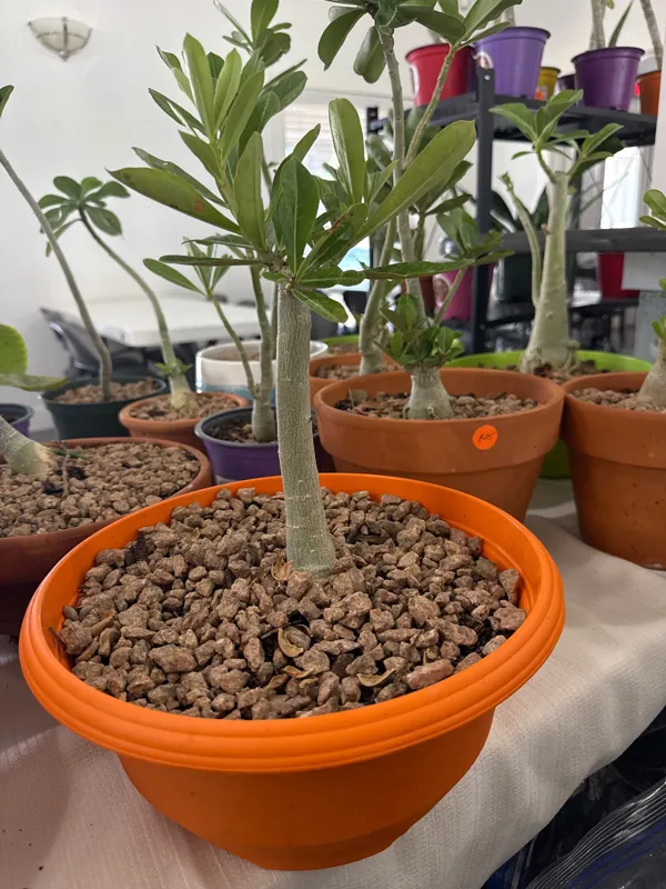 Desert Rose
