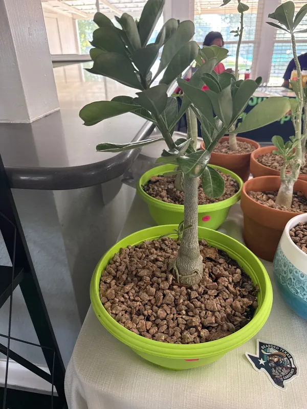 Desert Rose