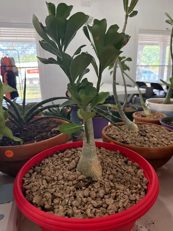 Desert Rose