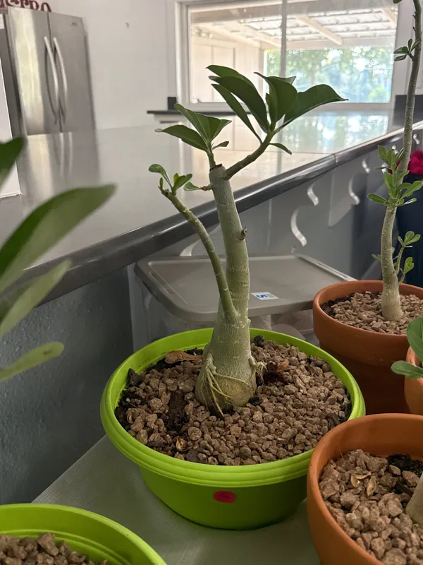 Desert Rose (Copy)