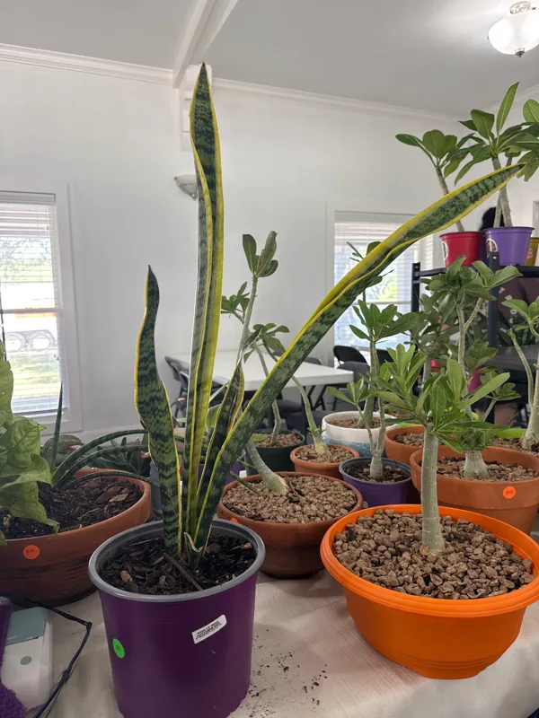 Variegated Sansiveria -Snake Plant
