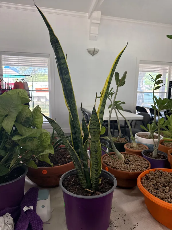 Variegated Sansiveria - Snake Plant