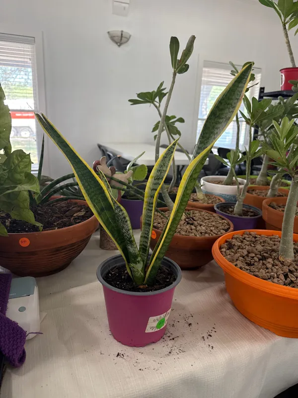 Variegated Sansiveria - Snake Plant