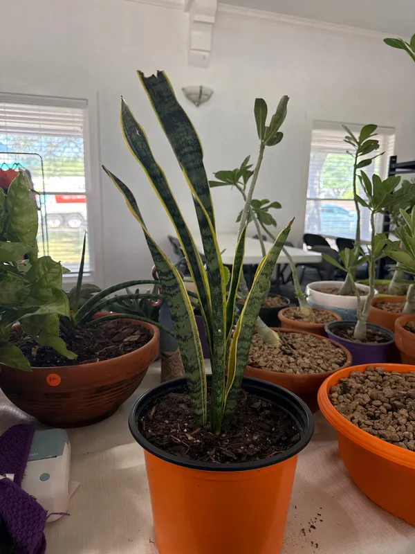Variegated Sansiveria - Snake Plant