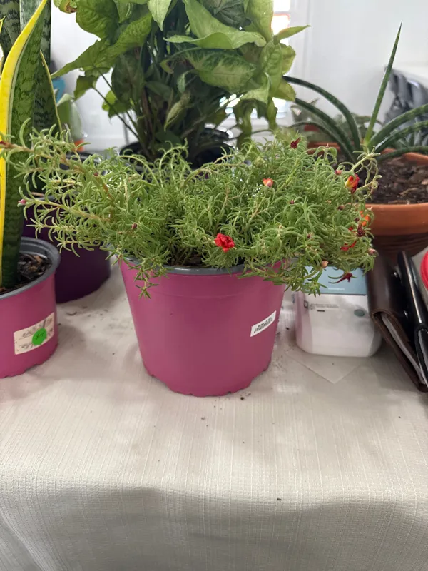 Portulaca - Red