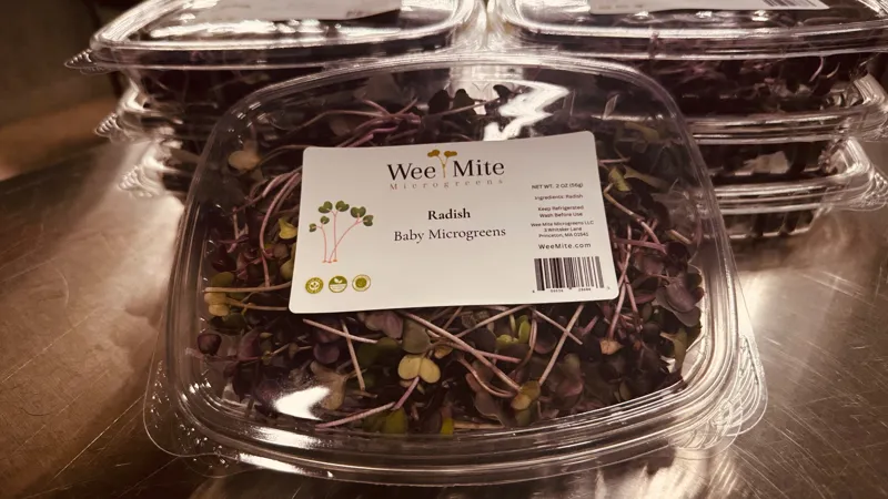 Radish Baby Microgreens