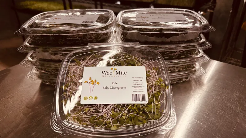 Kale Baby Microgreens