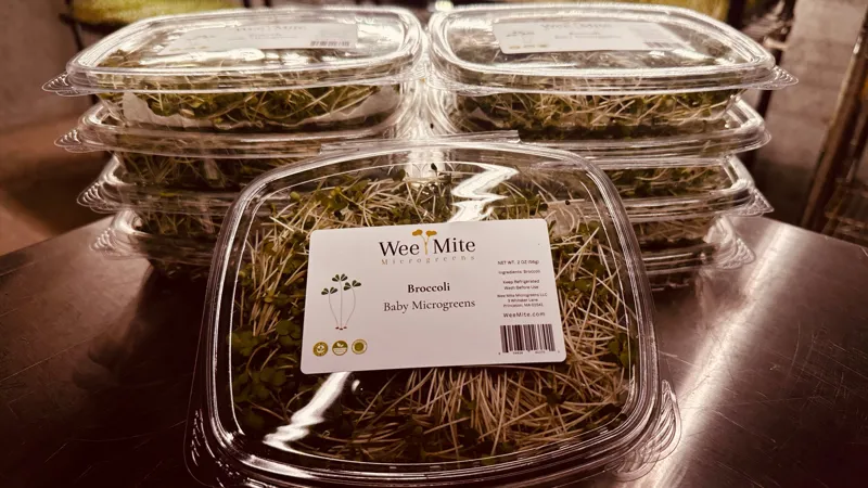Broccoli Baby Microgreens