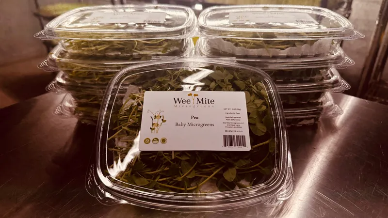 Pea Baby Microgreens