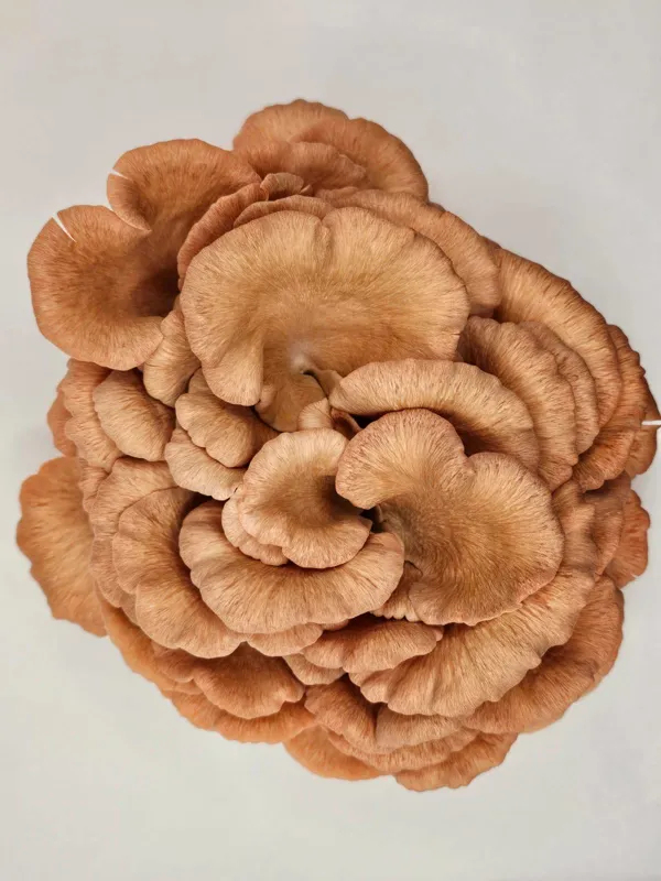 Pink oyster (pleurotus Djamor)